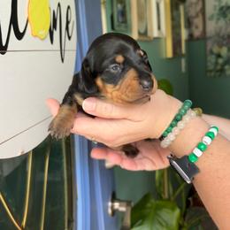 Pepper - Black and tan female Dachshund puppy in Jacksonville, North Carolina from Lizzie’s Doxies