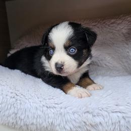 Sadie - Black tri female Toy Australian Shepherd puppy in Austin, Texas from ATX Mini Aussies