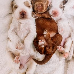 Goldendoodle Puppies from Nozomi Farms