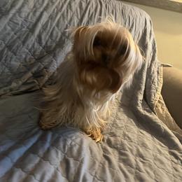 Buddy - Yorkshire Terrier