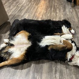 Bernese Mountain Dog Puppies from Lonesome Pine Farm