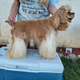 Teeter - Cocker Spaniel