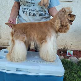 Teeter - Cocker Spaniel