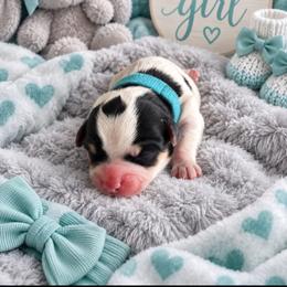 Teal Collar - Black and white female Shorkie puppy in Staten Island, New York from Sensational Shorkies