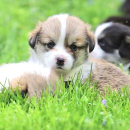 Pembroke Welsh Corgi Puppies from Cosmere Corgis