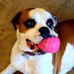 Kali - Boxer