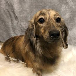 Day-Day - Dachshund