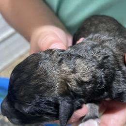 Labradoodle and Poodle Puppies from Top Knot Companions Poodles and Labradoodles
