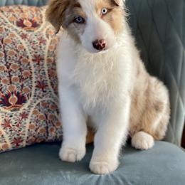 Australian Shepherd, Miniature American Shepherd, Miniature Australian Shepherd, and Toy Australian Shepherd Puppies from Painted Blue Aussies