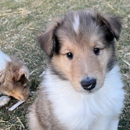 Malcolm - Sable Collie puppy in Bad Axe, Michigan from Collie Campo