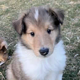 Malcolm - Sable Collie puppy in Bad Axe, Michigan from Collie Campo