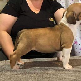 American Bully Puppies from Shooting Star Bullies