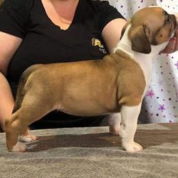 American Bully Puppies from Shooting Star Bullies