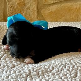 Rusty - Black and white male Aussiedoodle puppy in Midlothian, Texas from Gray Doodles