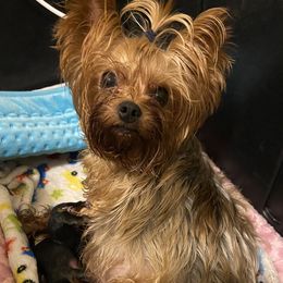 Coco - Yorkshire Terrier