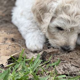 Goldendoodle Puppies from Bianca Bleu Goldendoodles