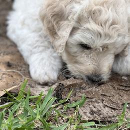 Goldendoodle Puppies from Bianca Bleu Goldendoodles