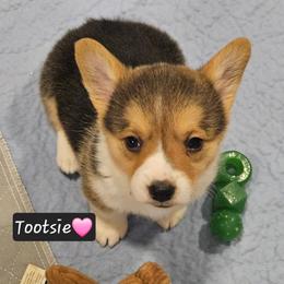 Toosie - Sable female Pembroke Welsh Corgi puppy in Frontenac, Kansas from Holloway Corgis