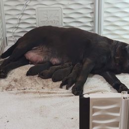 Green girl - Chocolate female Labrador Retriever puppy in Nacogdoches, Texas from Westlane Dogs