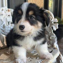 Taz fluffy (gold) - Black and tan male American Corgi puppy in East Oakdale, California from Rhettro Kennels