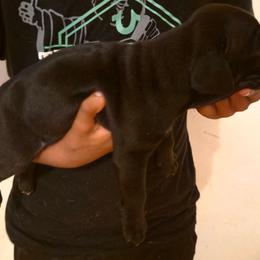 Black girl white chest - Brindle female Mastiff puppy in Racine, Wisconsin from FrontlineK9 Boarding & Training LLC