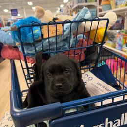 Indy - Light Blue Collar (Tentatively- Owen) - Black female Labrador Retriever puppy in Greensburg, Kentucky from Paws Farm Retrievers