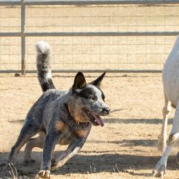 Australian Cattle Dogs and Beaucerons from Feu des Étoiles