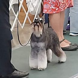 Qtie - Miniature Schnauzer