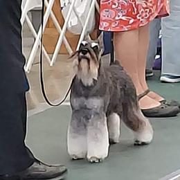 Qtie - Miniature Schnauzer