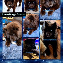 Moose - Siberian Husky