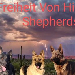German Shepherds from Freiheit Von Himmel  Shepherds