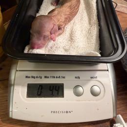 Quattro - Cream male Dachshund puppy in Irving, Texas from DFW Dachshunds by G & S
