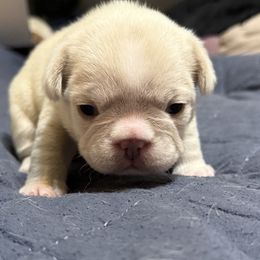 French Bulldog Puppies from Mathew Household Frenchies