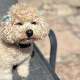 Goldendoodles and Poodles from Arevalos Doodles
