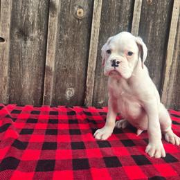 Deacon - White male Boxer puppy in Preston, Maryland from Katie's Pups