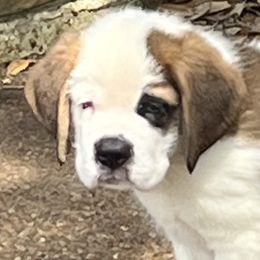 Saint Bernard Puppies from Misstree’s St. Bernards