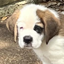 Saint Bernard Puppies from Misstree’s St. Bernards