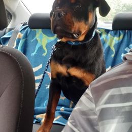 Rottweiler Puppies from Lori's Rottweilers