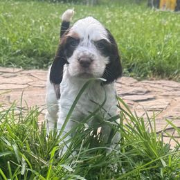 Twix - Liver white and tan female English Springer Spaniel puppy in Henry, Virginia from Two Hills Springers