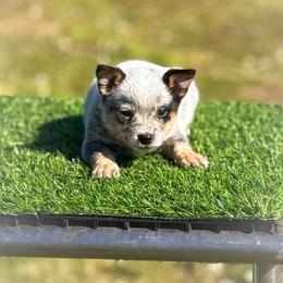Blue collar - Blue speckled male Australian Cattle Dog puppy in Spokane, Washington from 4D Cattle Dogs