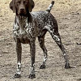 German Shorthaired Pointer All Grown Up from Windward German Shorthaired Pointers