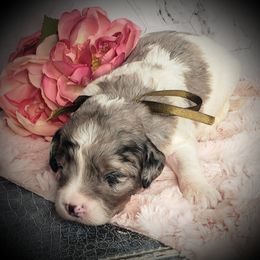 Max - Merle male Springerdoodle puppy in Fargo, North Dakota from Dakota SpringerDoodles