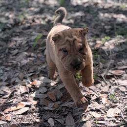 Everest - Fawn female Chinese Shar-Pei puppy in Lehigh Acres, Florida from Florida Wrinkles