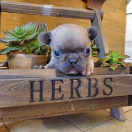 French Bulldog Puppies from Magnum French Bulldogs