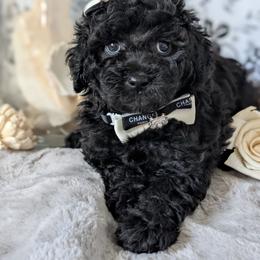 Goldendoodle and Shihpoo Puppies from Bellady's Shihpoos