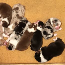 Australian Shepherd Puppies from NorthRidge Australian Shepherds