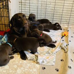 Labrador Retriever Puppies from Spellcast Labradors