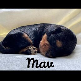 Cavapoo All Grown Up from Carolina Canines