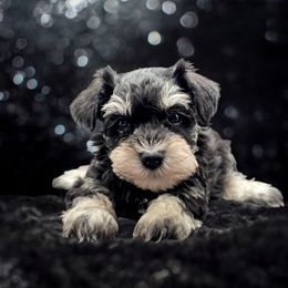 Ruby - Black and silver female Miniature Schnauzer puppy in Houston, Texas from Haughton Farm