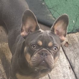 Winter - French Bulldog